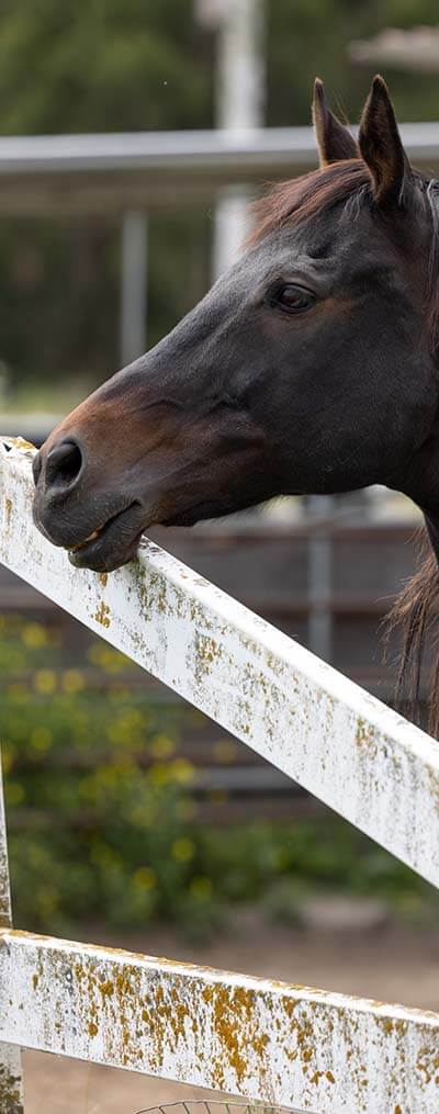 cheval de profil