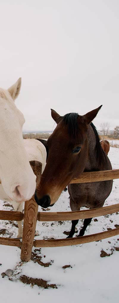 chevaux blanc marron neige