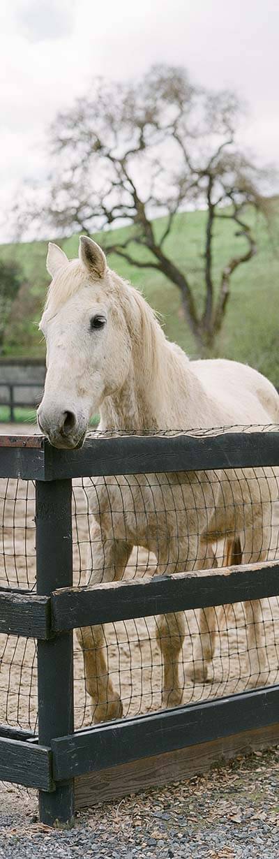 cheval blanc dehors