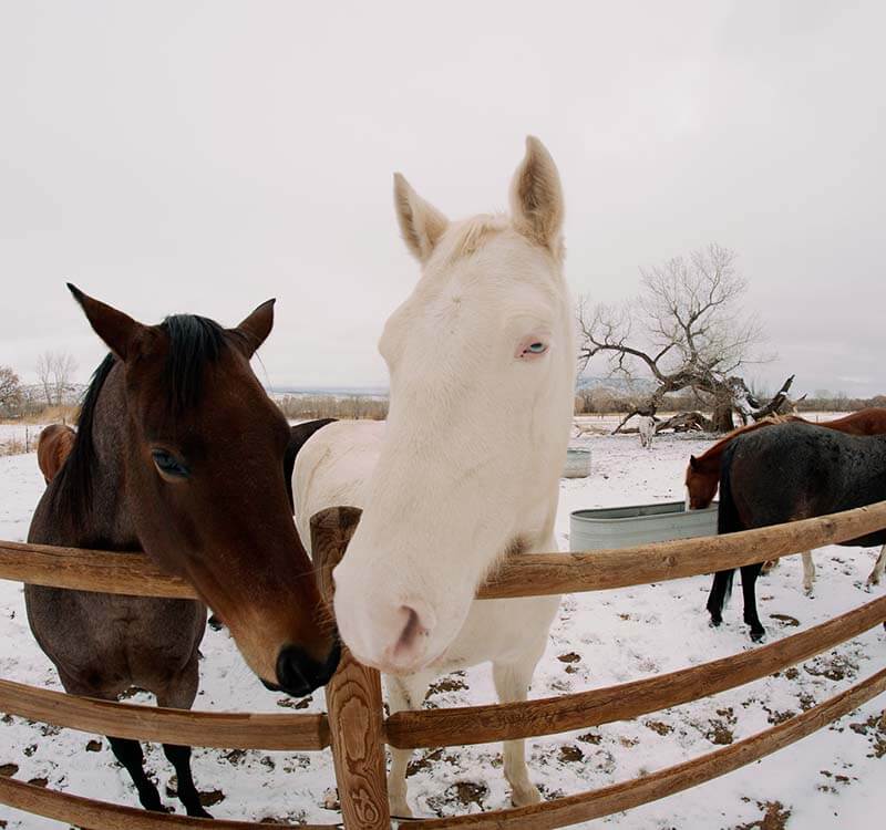 chevaux sur equineraie