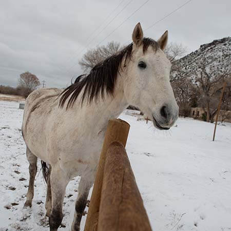 cheval neige